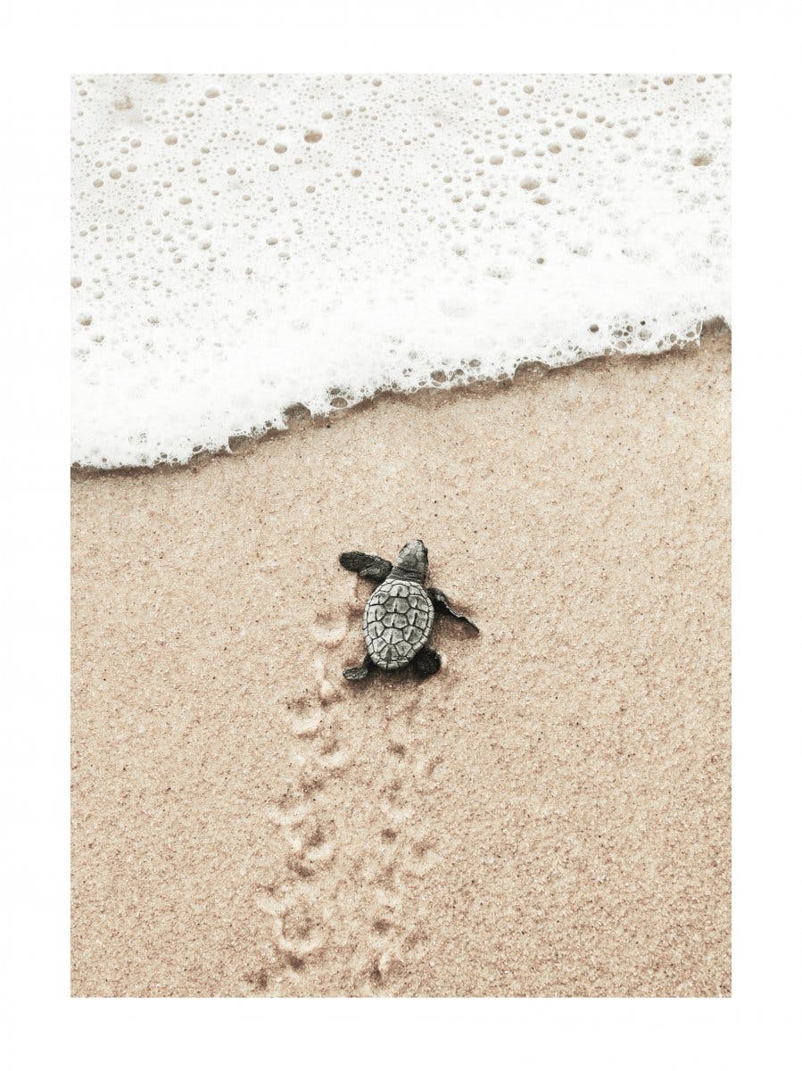 Plakat Mały Żółw Morski 0