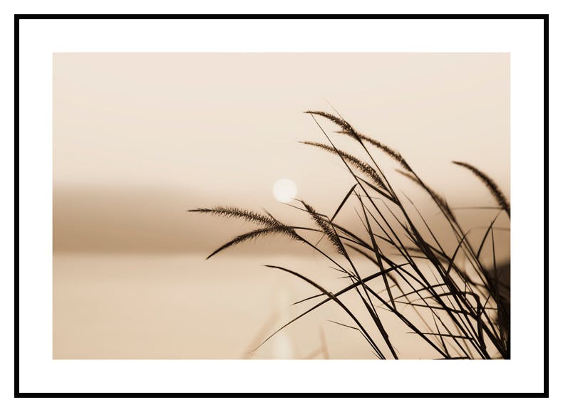 Silhouette Roseau Poster (50x70 cm) - Poster Store