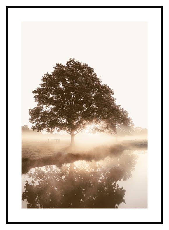 Tree in the Mist Poster (50x70 cm) - Poster Store