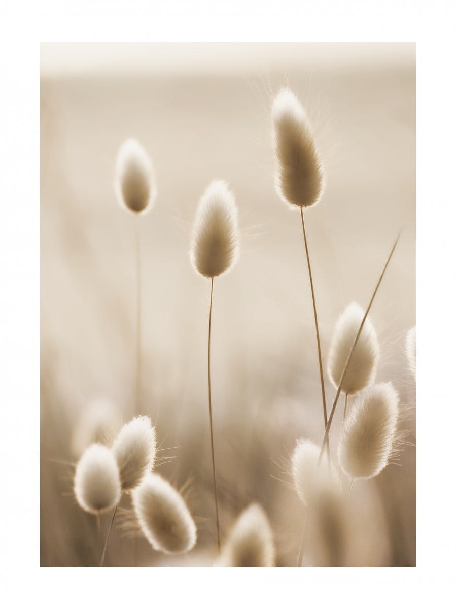Bunny Tail Grass Poster 0