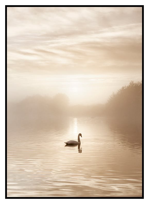 Schwan im See Poster (21x30 cm) - Poster Store