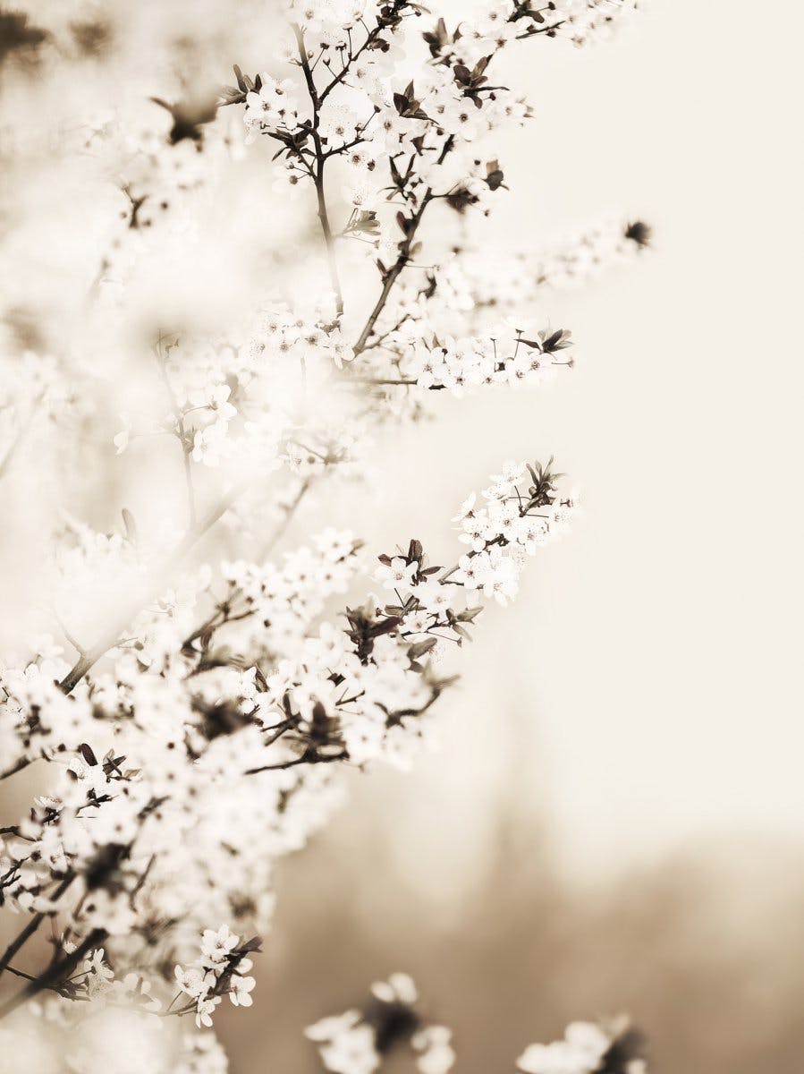 Weiße Kirschblüte Poster 0