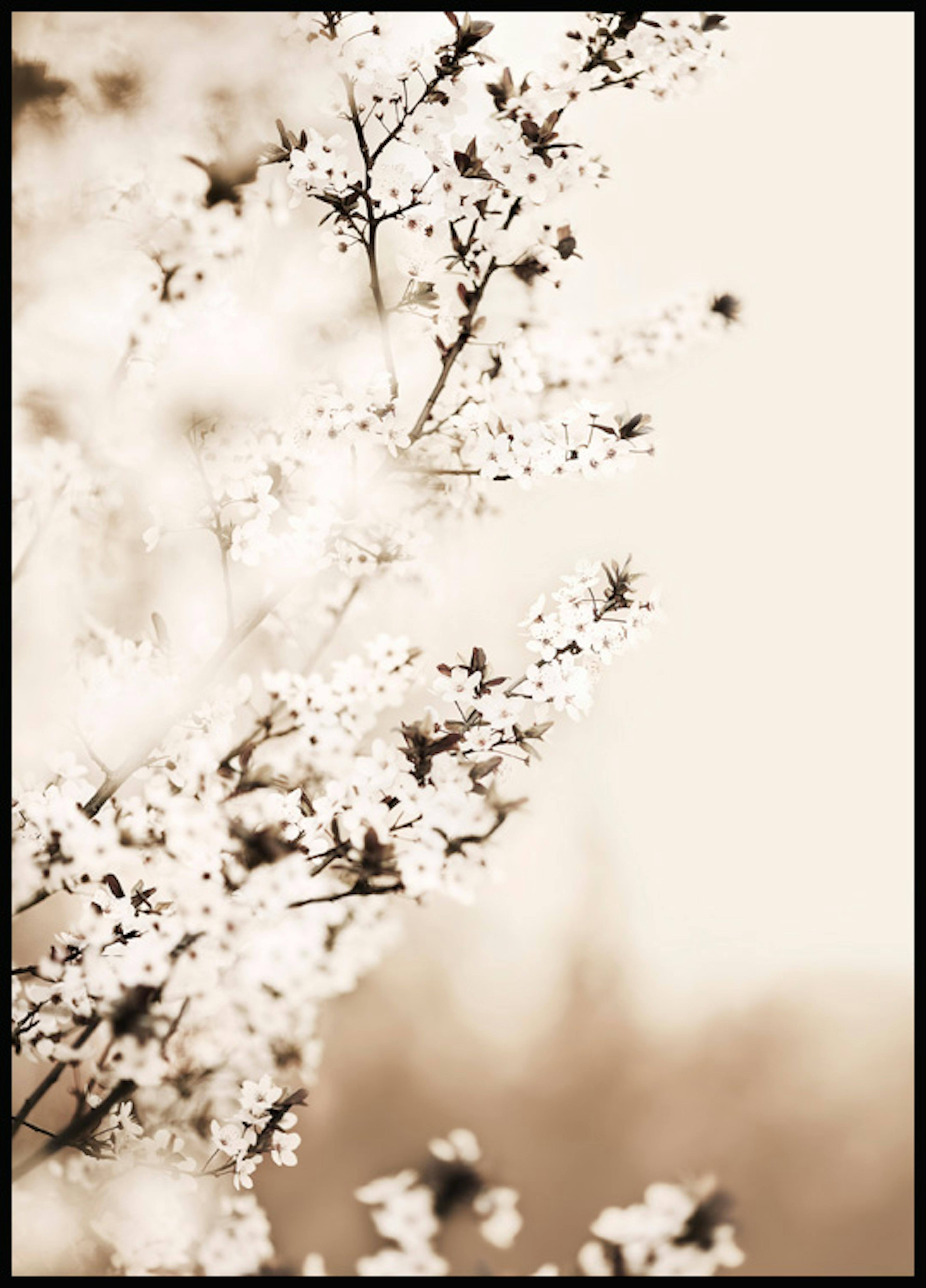 Hvide Kirsebærblomster Plakat 0