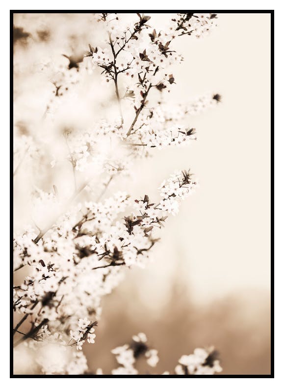 Vit Körsbärsblomma Poster (50x70 cm) - Poster Store