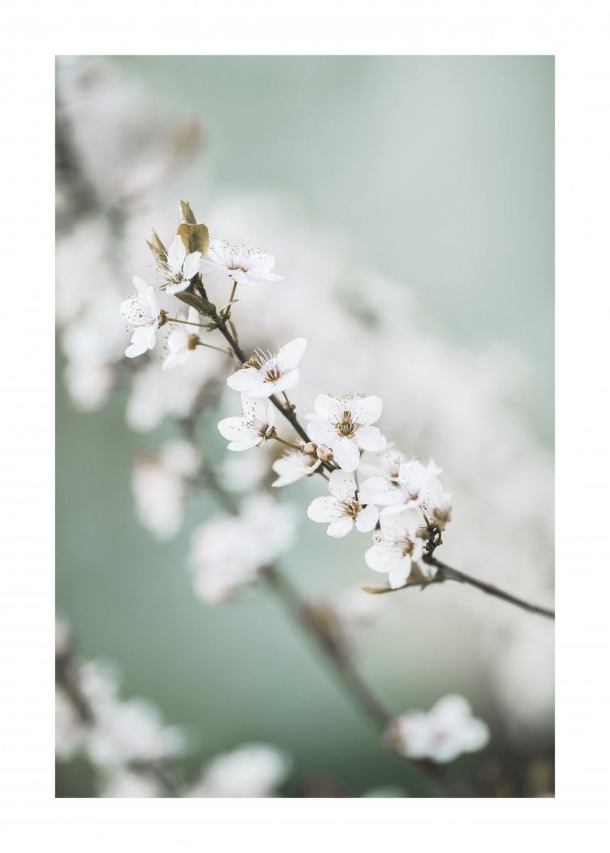 Flor de Cerezo de Primavera Póster 0