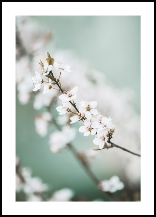 Frühlingsblumenbild - Poster Kirschblüte Frühling