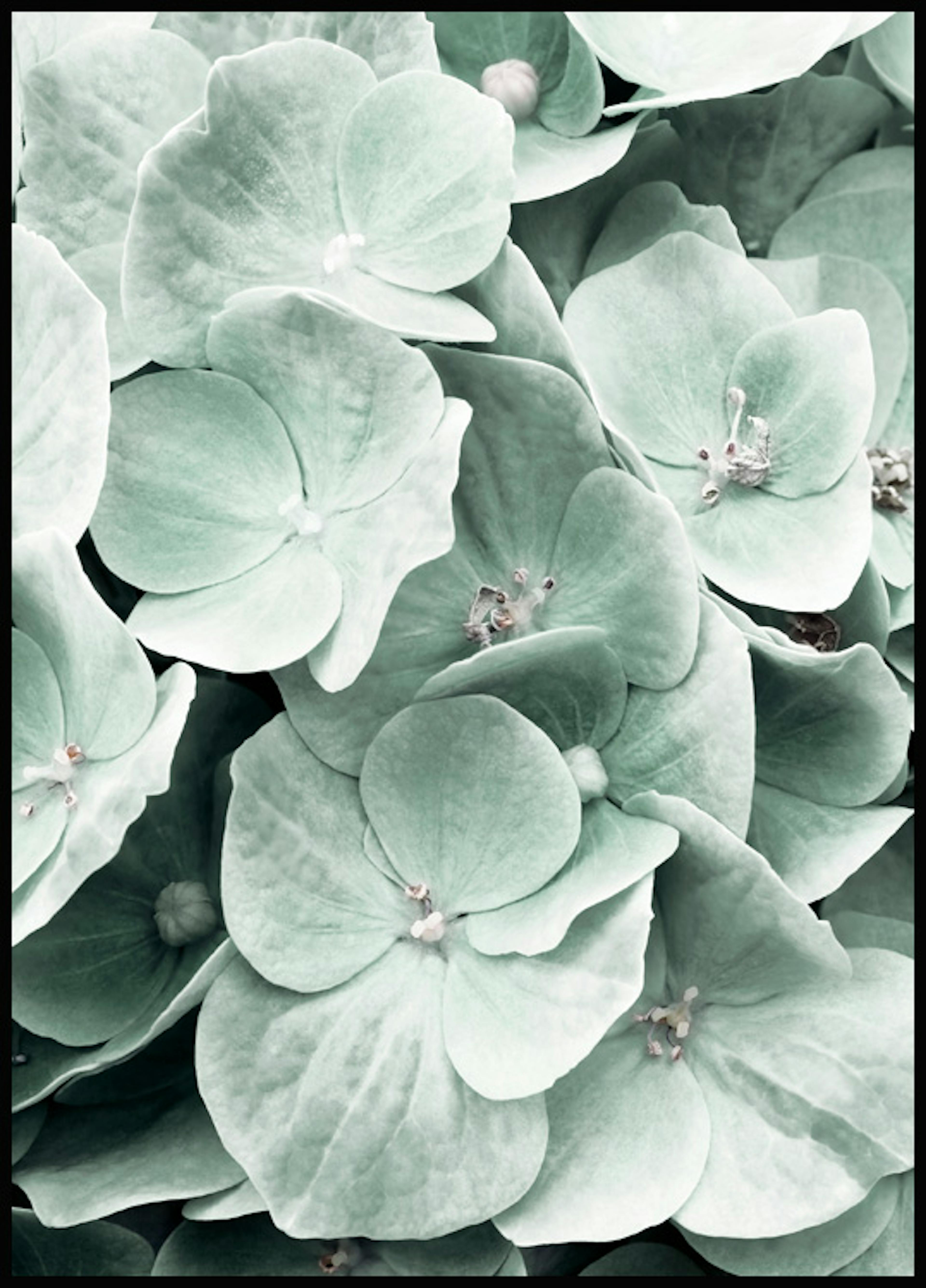 Hydrangea Flower Affiche 0