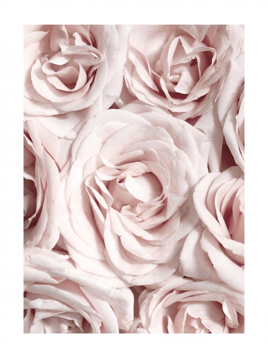 Wall of Roses Poster 0