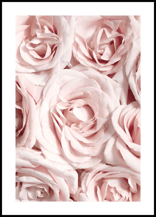 Tips For Roses Poster Garden Roses Poster - Pink flowers print