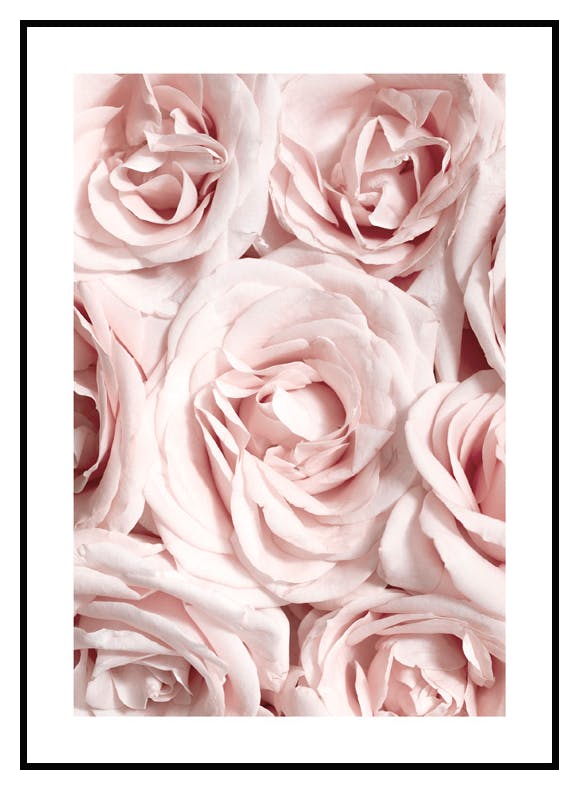 Vegg med Roser Poster (50x70 cm) - Poster Store