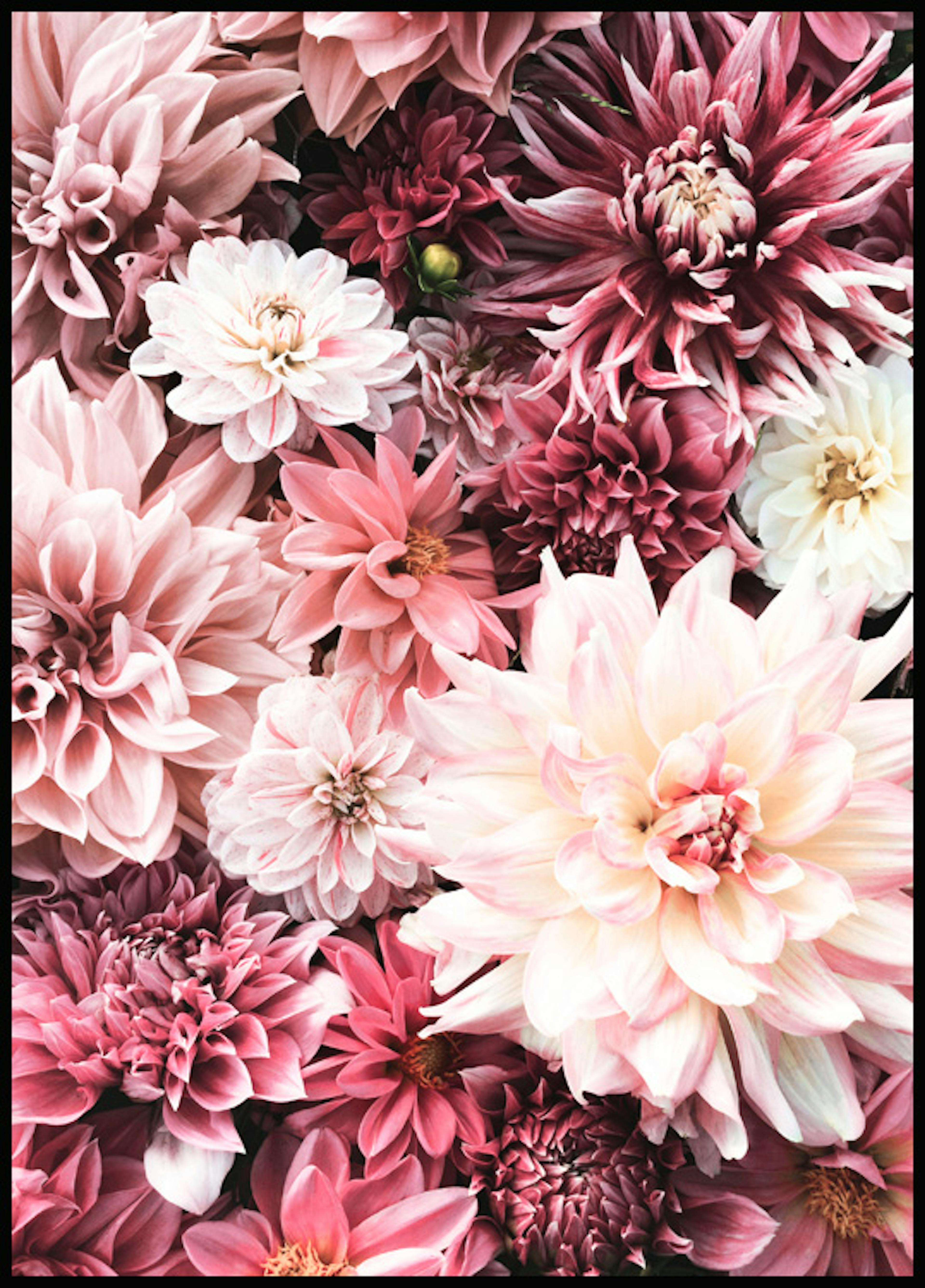 Flowers in Pink Affiche 0