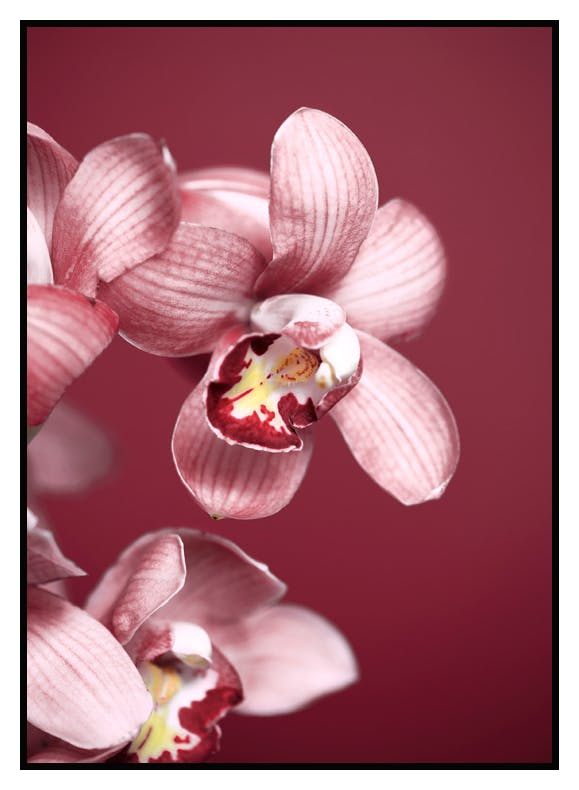 Plakat Różowa Orchidea (30x40 cm) - Poster Store