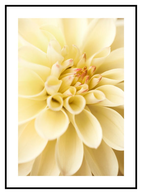 Gelbe Dahlie Poster (30x40 cm) - Poster Store
