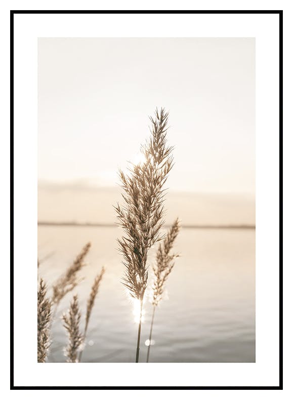 Spokojna Trzczina Plakat (30x40 cm) - Poster Store