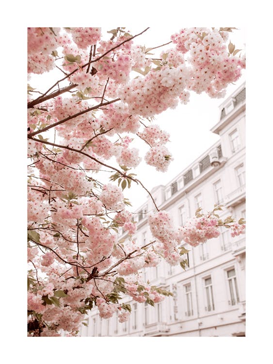 桜の枝のポスター 0
