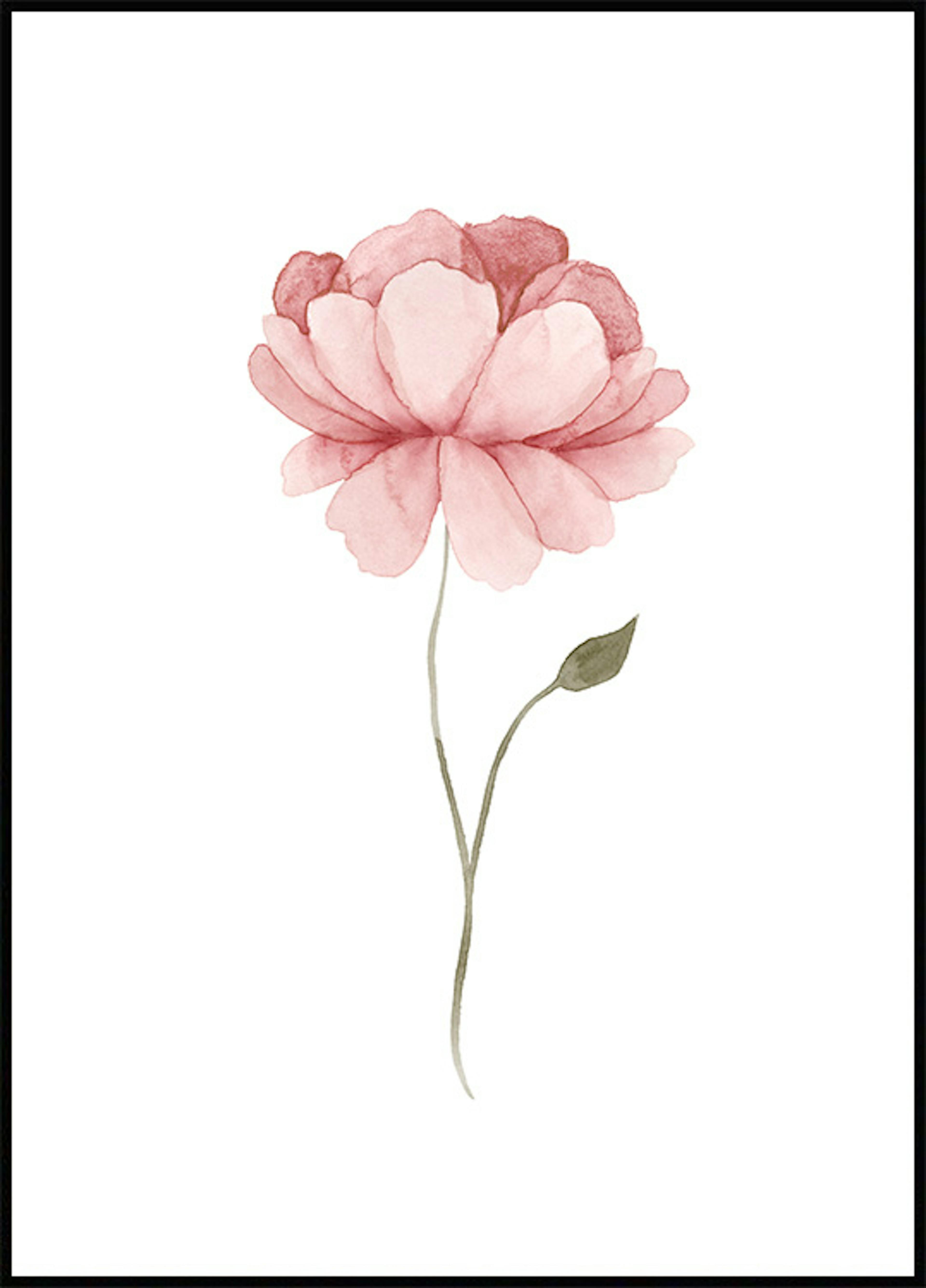 ملصق لزهرة الفاوانيا بألوان مائية 0