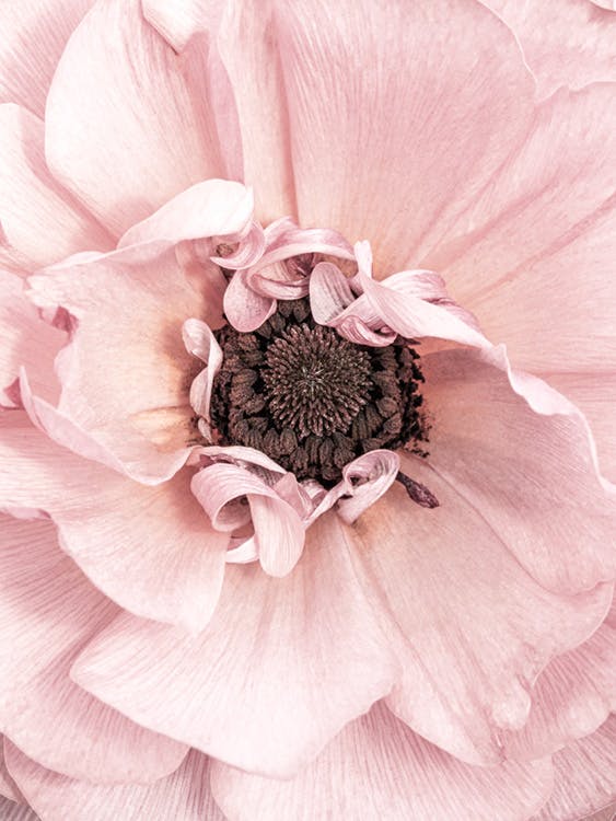 Růžový květ, plakát 0