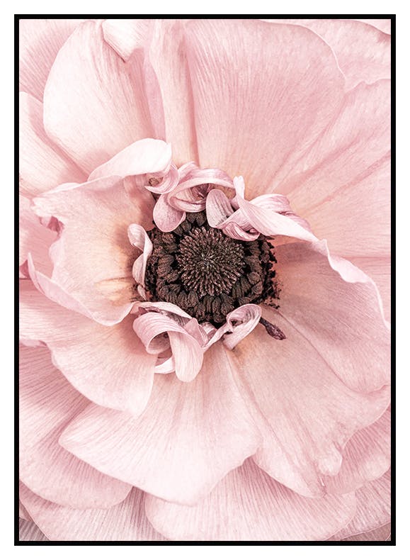 Rosa blomstring Poster (50x70 cm) - Poster Store