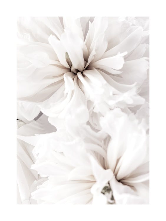 Vita Fridfulla Blommor Poster 0