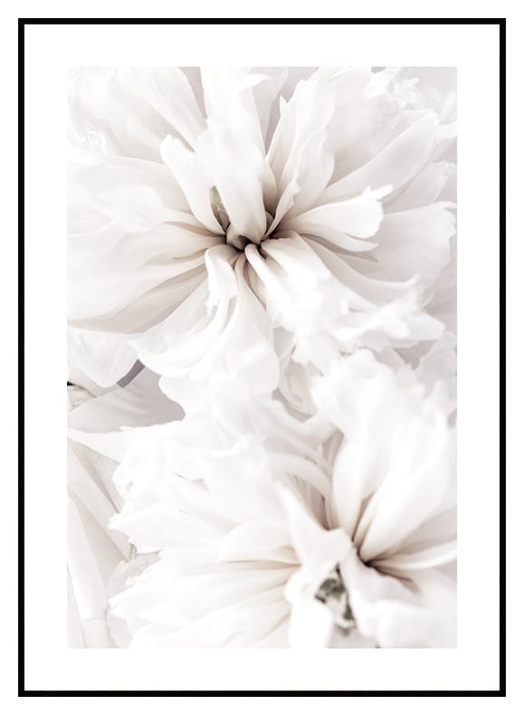 Białe Spokojne Kwiaty Plakat (21x30 cm) - Poster Store