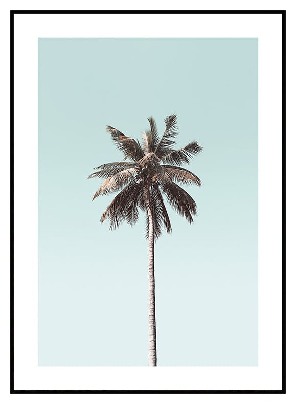 Palme Blauer Himmel Poster (50x70 cm) - Poster Store