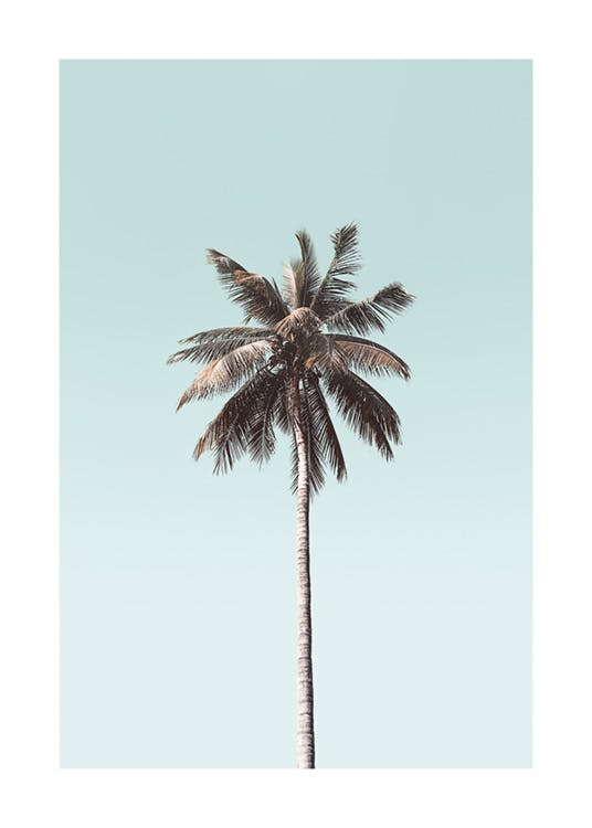 Palmboom Blauwe Lucht Poster 0