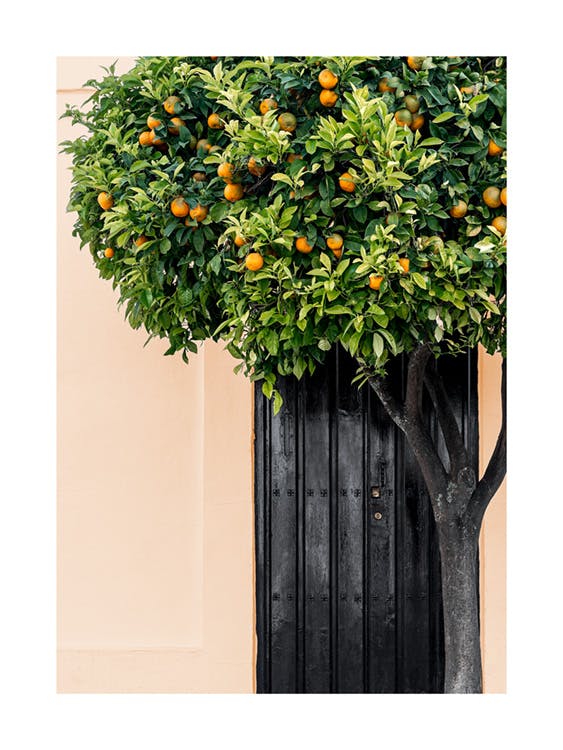 Citrus træ Plakat 0