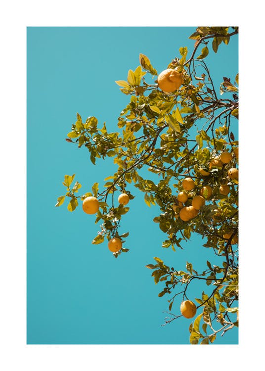 Appelsiinit ja Sininen Taivas Juliste 0