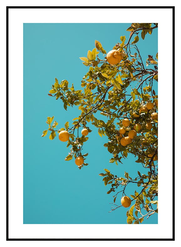 Pomarańcze W Błękicie Plakat (50x70 cm) - Poster Store
