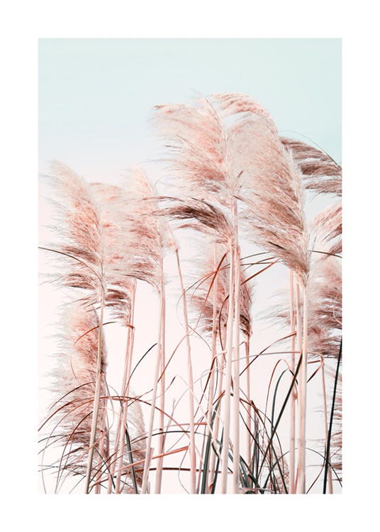 Růžová plážová tráva Plakát 0