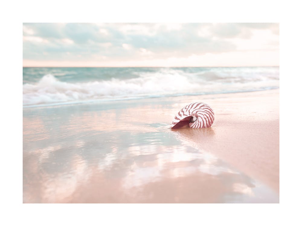 Seashell on Beach Poster 0