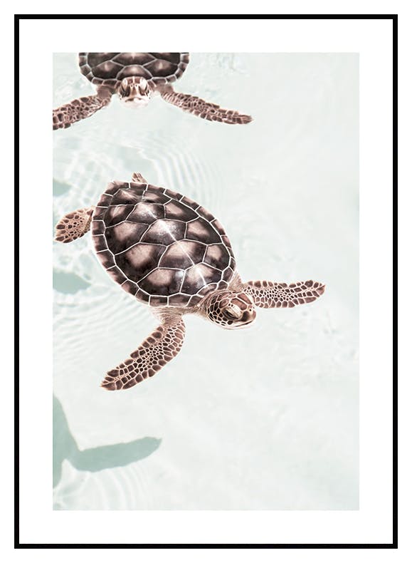 Schwimmende Schildkröten Poster (30x40 cm) - Poster Store