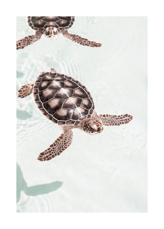 Schwimmende Schildkröten Poster 0