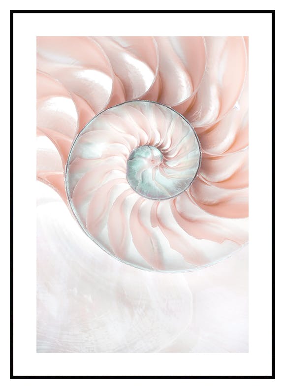 Nautilusmuschel Poster (30x40 cm) - Poster Store