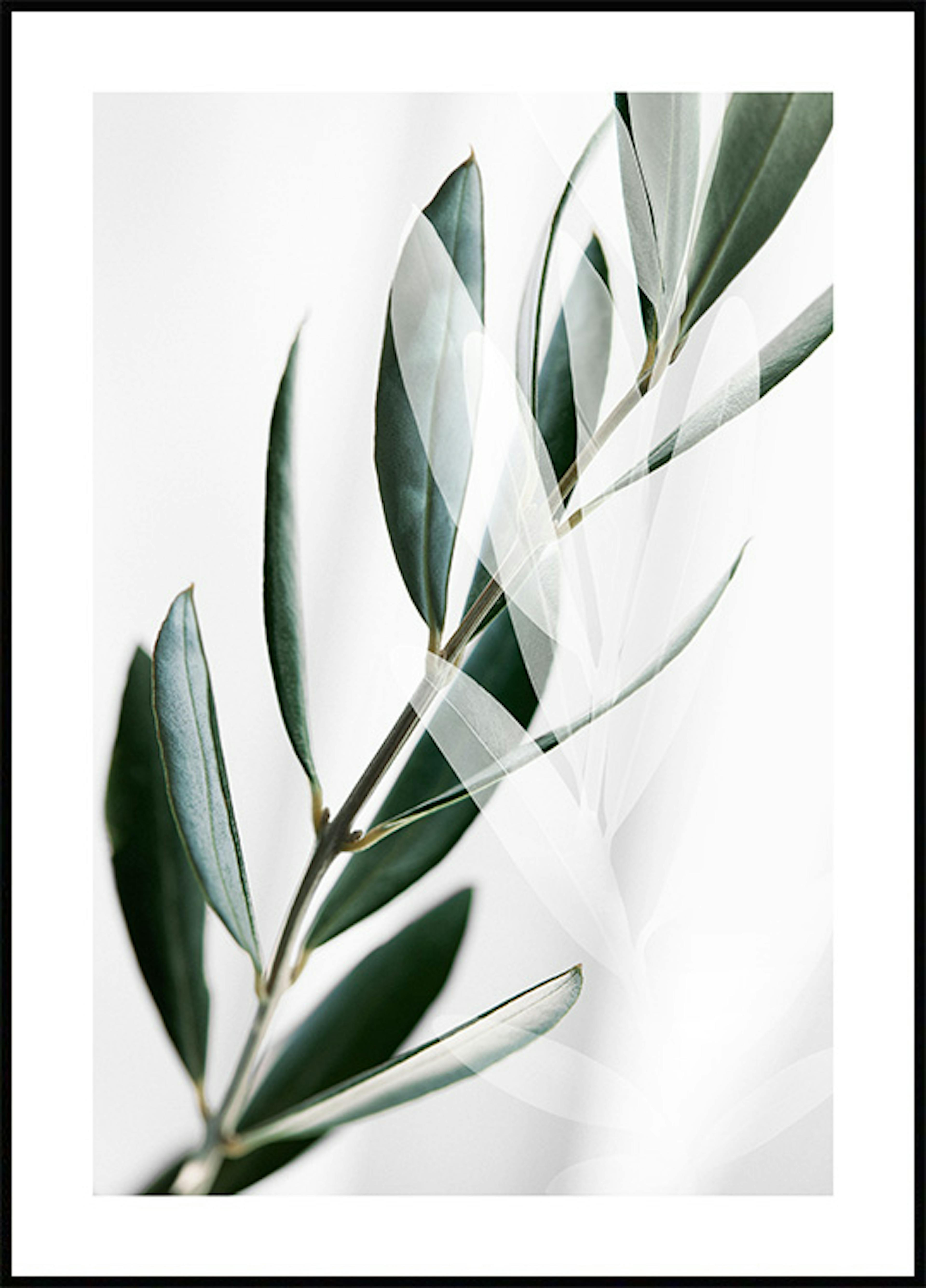 Stíny olivové větvičky Plakát 0