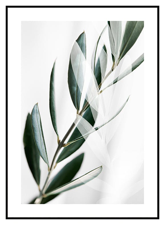 Olive Branch Shades Poster (21x30 cm) - Poster Store