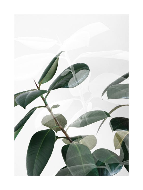 Pflanze mit Schatten Poster 0