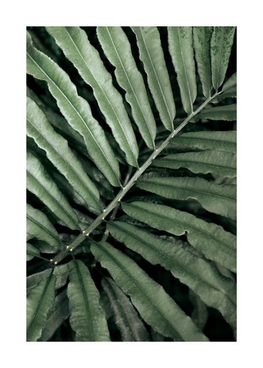 녹색 양치식물 포스터 0