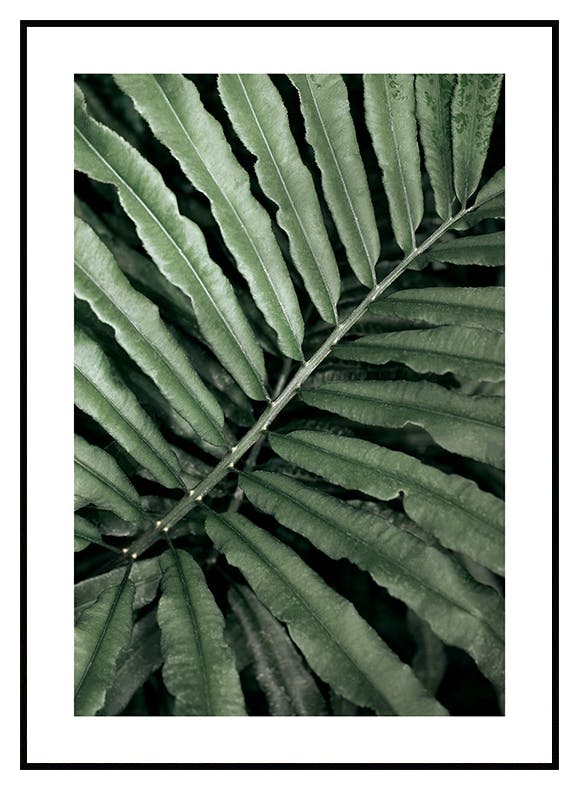 Green Fern Poster (50x70 cm) - Poster Store
