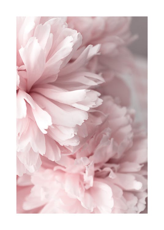 Bujori roz în prim-plan Poster 0