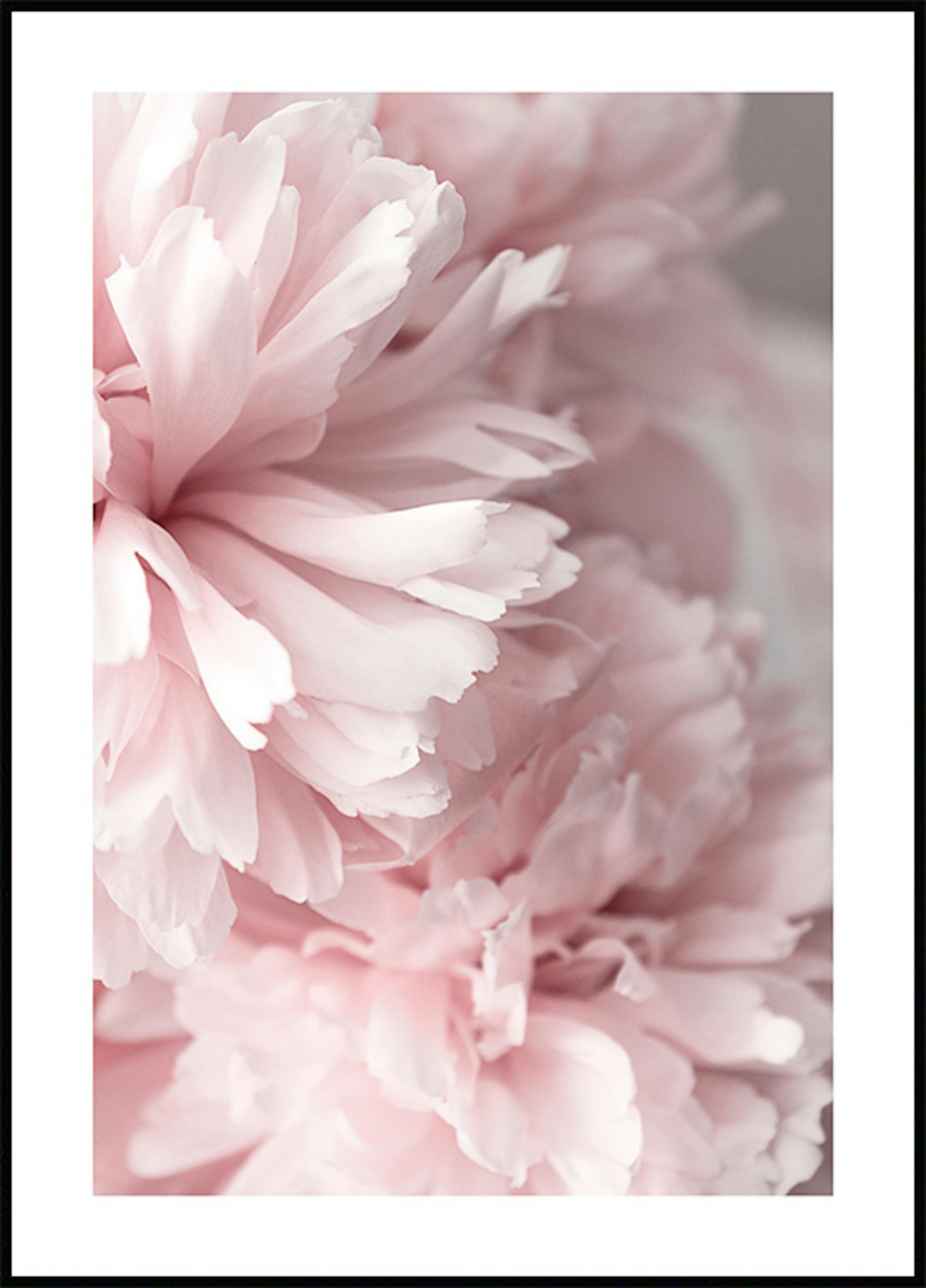 Pink Peonies Close Up Affiche 0