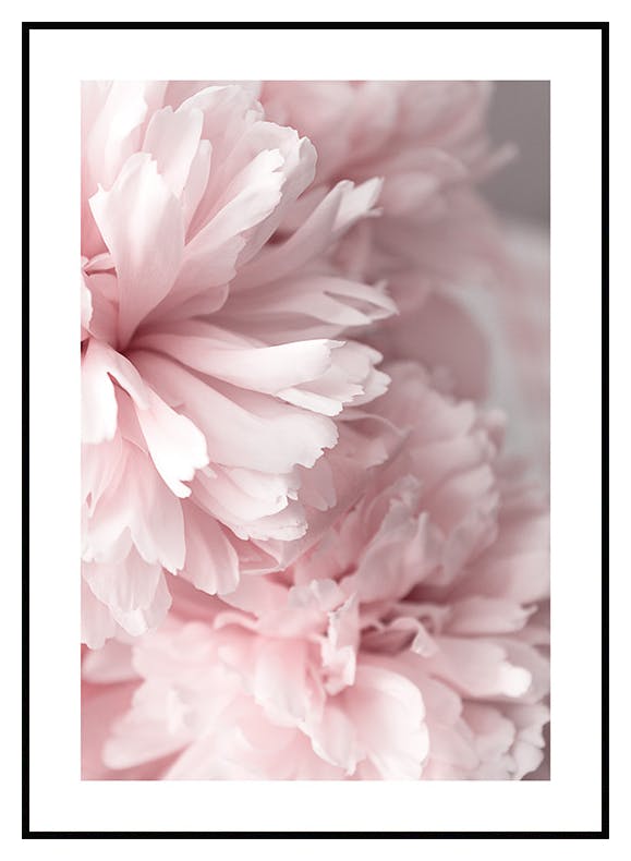 Lyserøde Pæoner Plakat (21x30 cm) - Poster Store