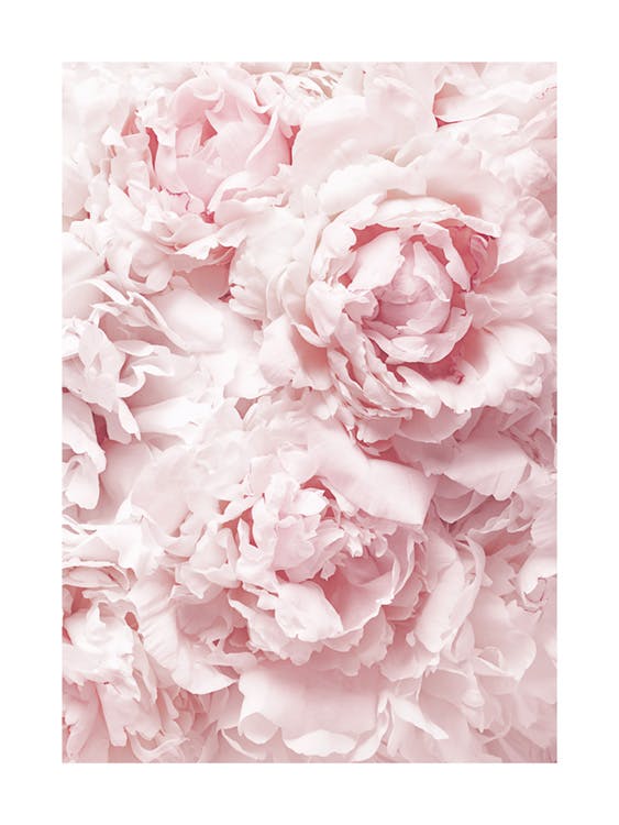Douces Pivoines Roses Poster 0