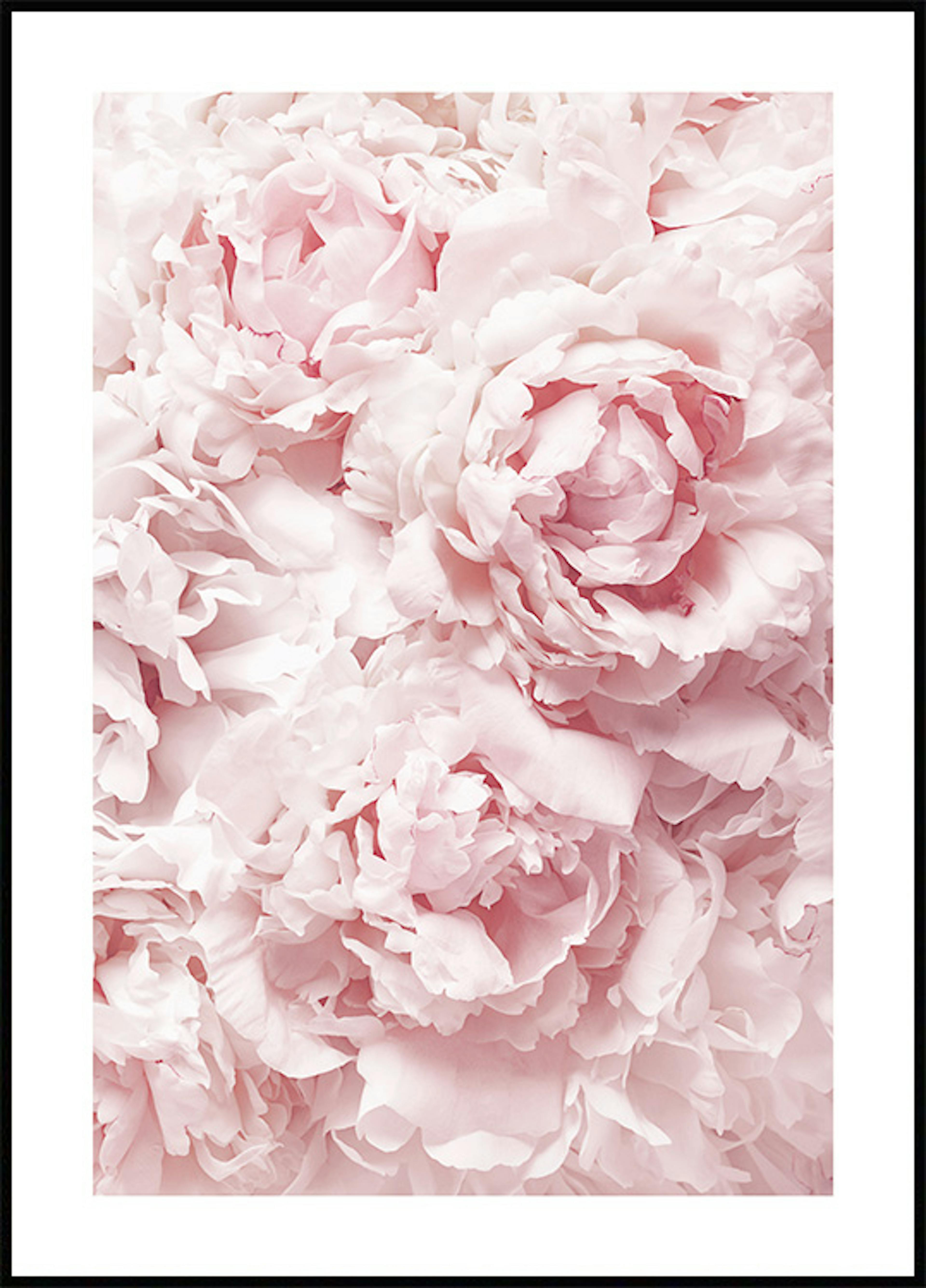 Soft Pink Peonies Affiche 0