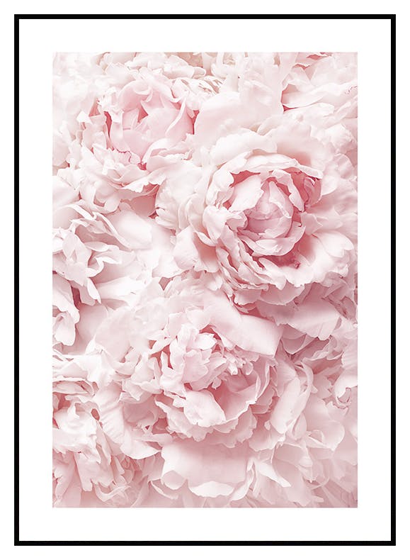 Jasno Różowe Piwonie Plakat (50x70 cm) - Poster Store