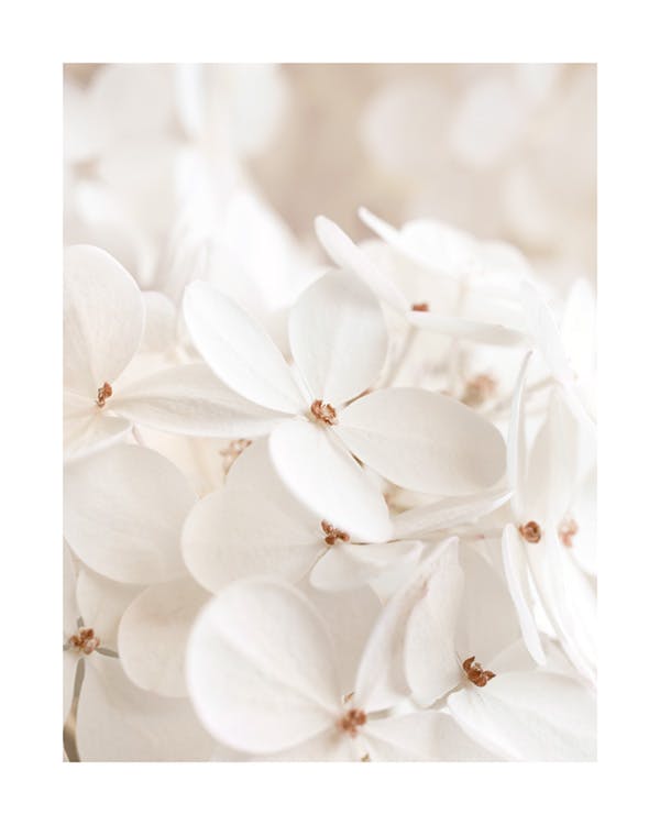 Soft White Bloom Plakat 0