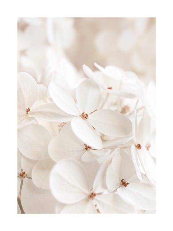 Soft White Bloom 포스터 0