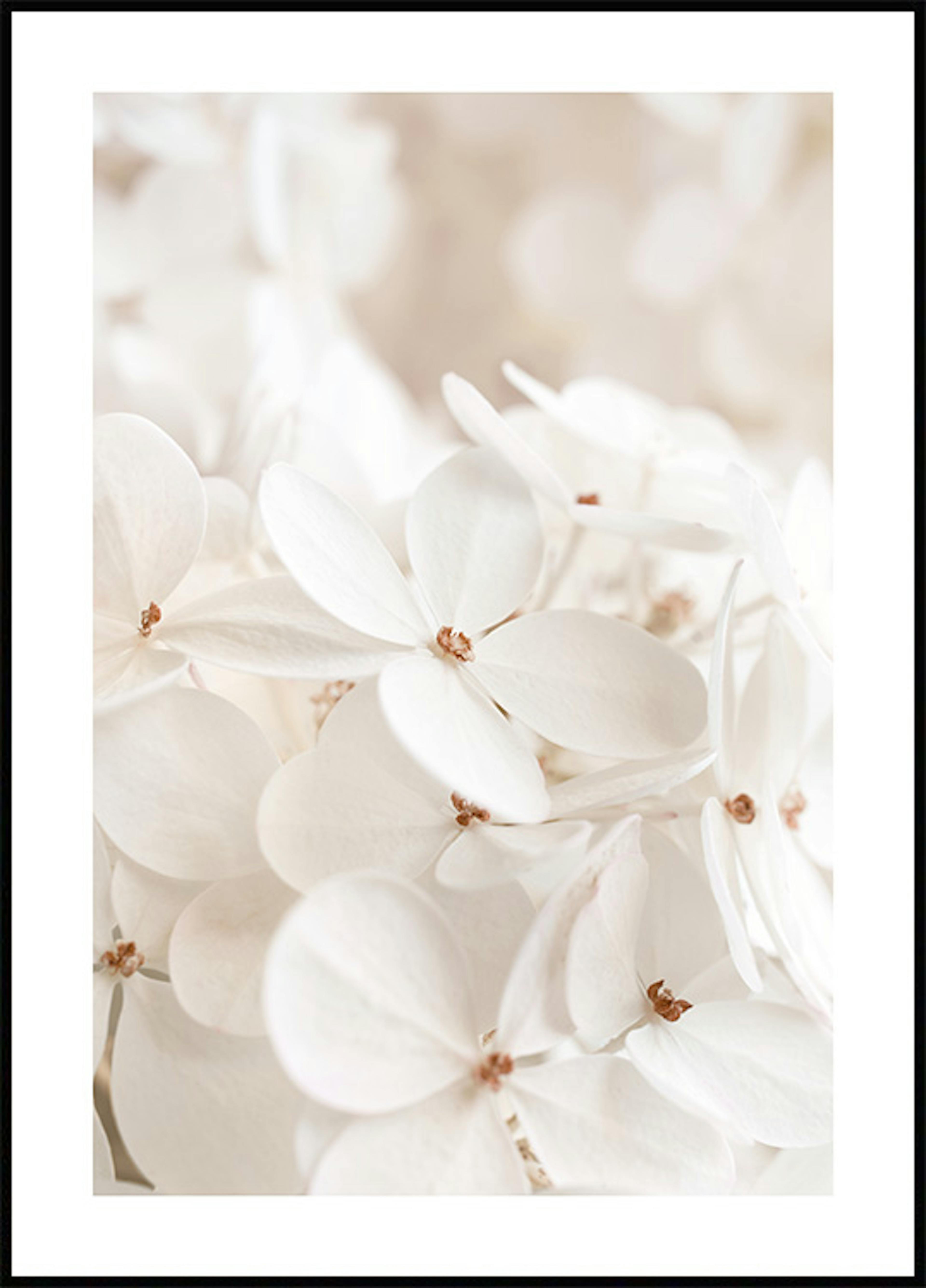 Soft White Bloom Poster thumbnail