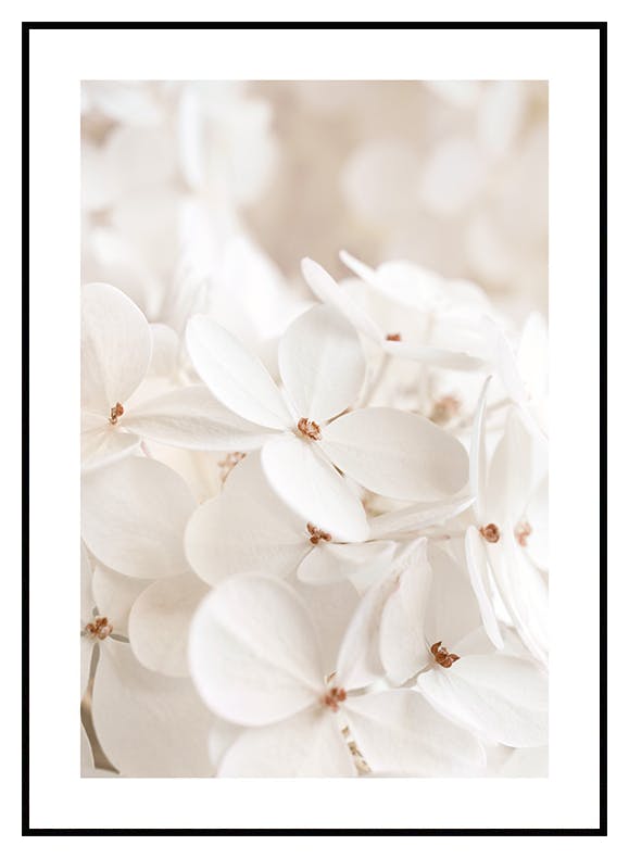 Soft White Bloom Poster (50x70 cm) - Poster Store