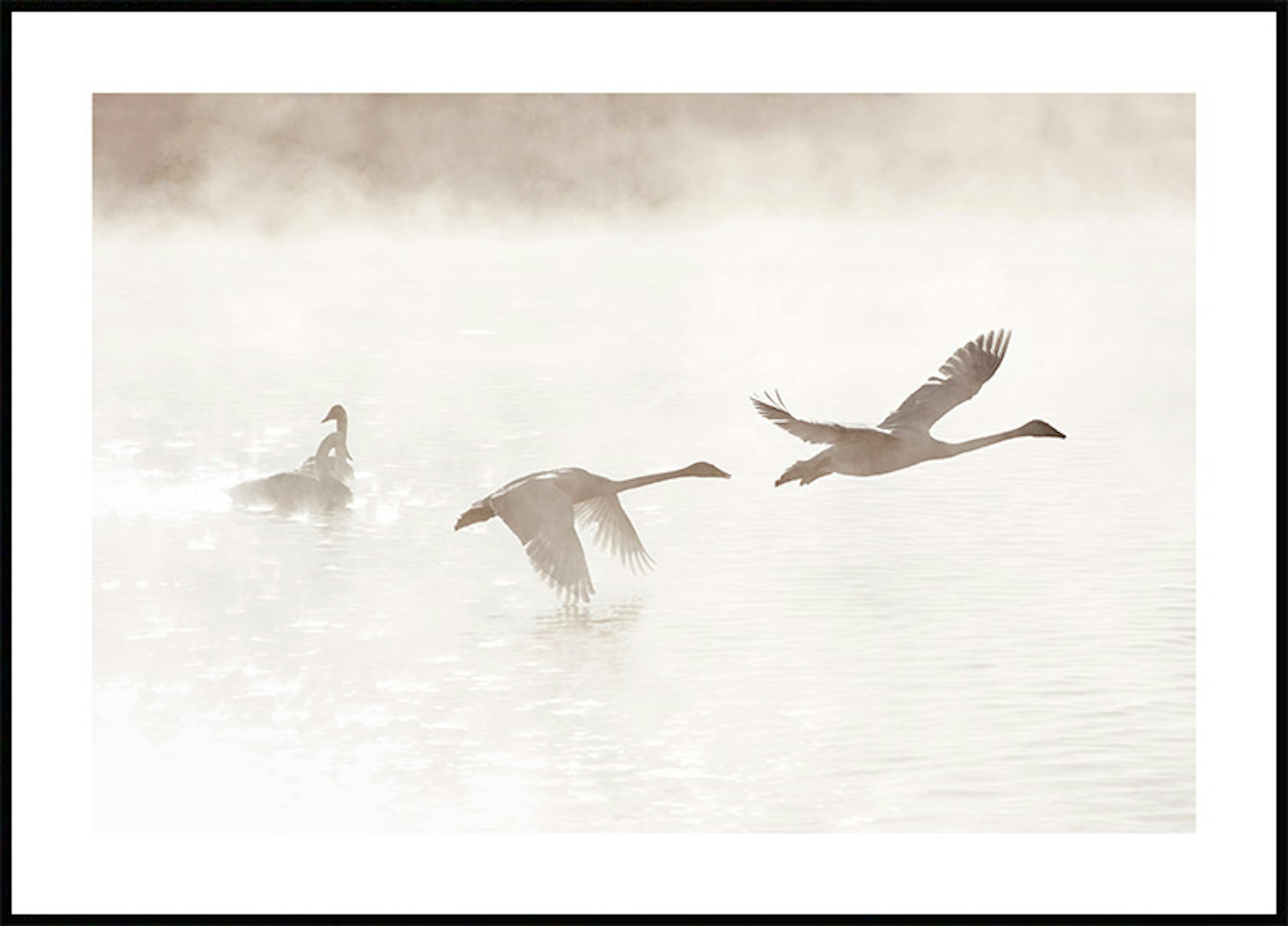 朝の白鳥の湖ポスター 0